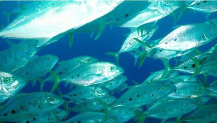 Picture 3 of Planning ocean protection