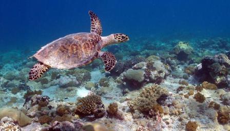 Picture 5 of Planning ocean protection