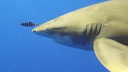 Picture 6 of Planning ocean protection