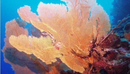 Picture 7 of Planning ocean protection
