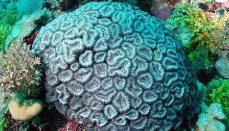 Picture 8 of Planning ocean protection