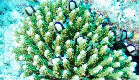 Picture 9 of Planning ocean protection