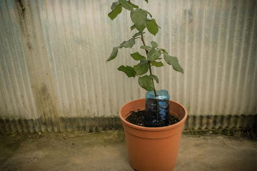 Picture 10 of Plant roses from potatoes