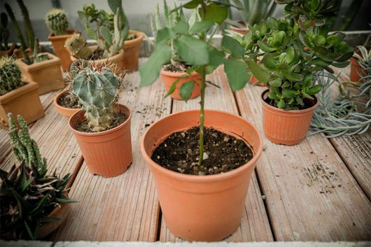 Picture 12 of Plant roses from potatoes