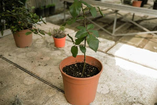 Picture 13 of Plant roses from potatoes