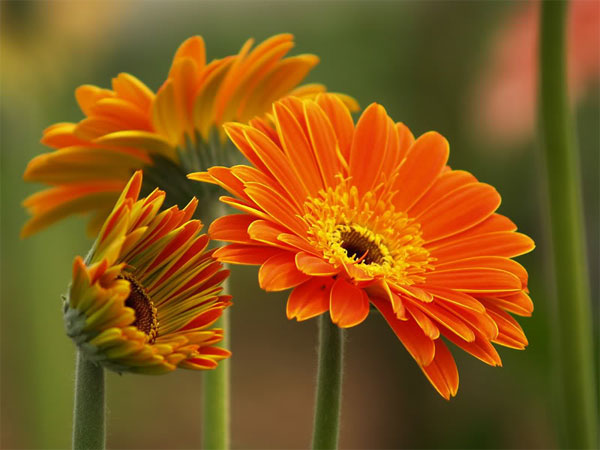 Planting gerbera to welcome new year fortune images 3