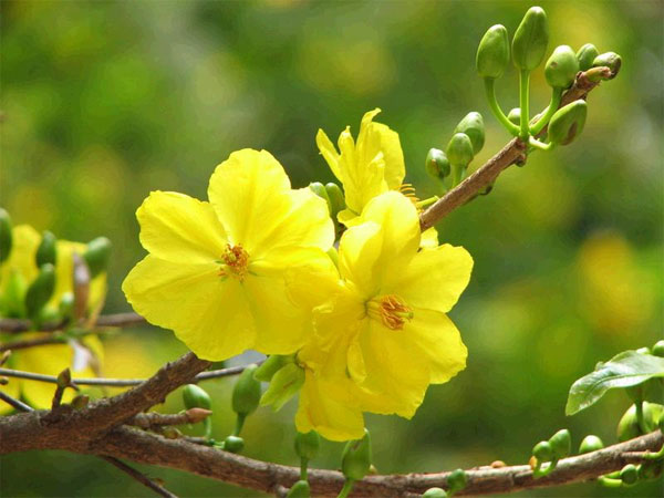 Picture 1 of Planting techniques and care of apricot flowers for Tet holiday