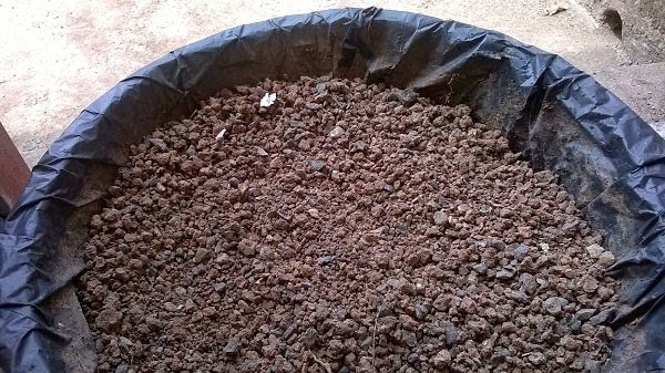 Picture 2 of Planting techniques and care of apricot flowers for Tet holiday