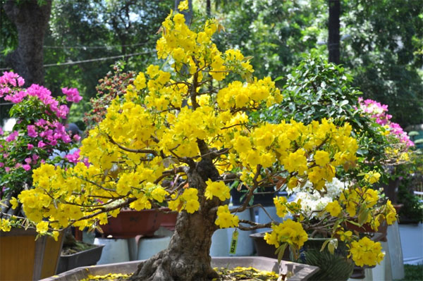 Picture 3 of Planting techniques and care of apricot flowers for Tet holiday