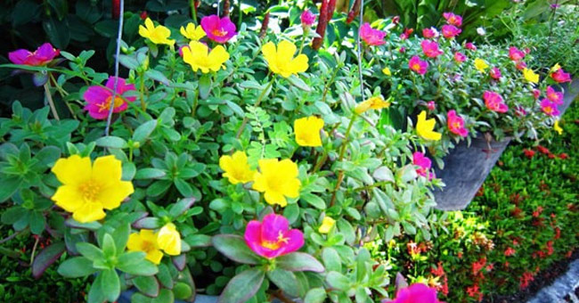 Picture 1 of Planting techniques and care of flowers for ten hours
