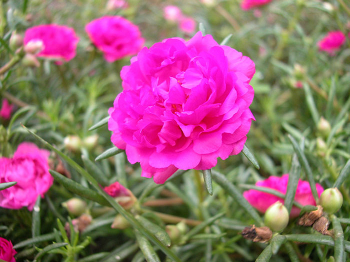 Picture 3 of Planting techniques and care of flowers for ten hours