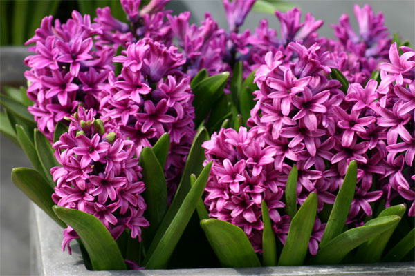 Picture 1 of Planting the hyacinth flower to celebrate the New Year of the Goat