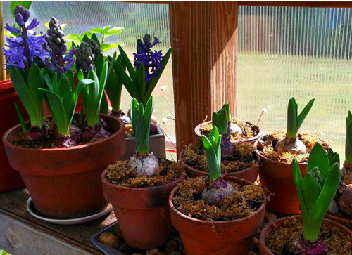 Picture 2 of Planting the hyacinth flower to celebrate the New Year of the Goat