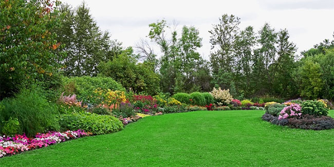 Picture 1 of Planting trees at home helps reduce cravings