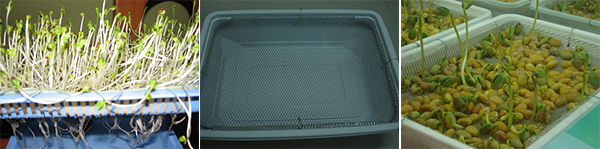 Picture 3 of Planting vegetables by hydroponic method
