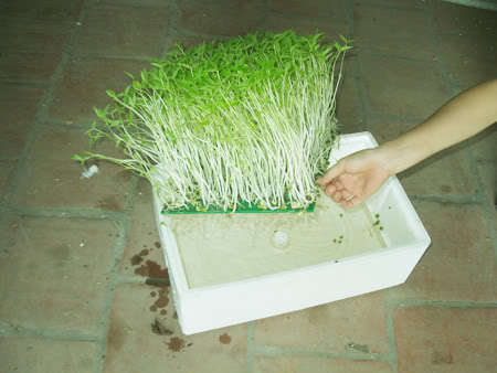 Picture 4 of Planting vegetables by hydroponic method
