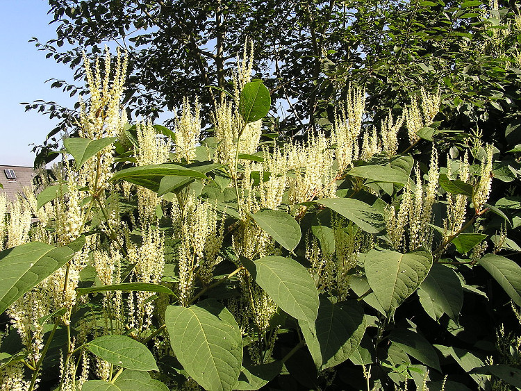 Picture 1 of Plants cannot eradicate the root cause scientists helpless