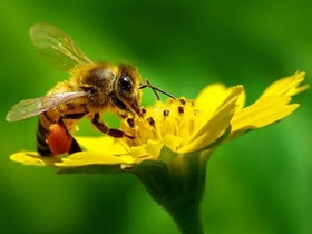 Picture 1 of Plants do not fruition because of lack of pollinators