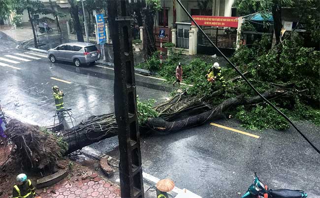 Picture 1 of Plants fell mass in Hanoi and Hai Phong after the storm Wipha