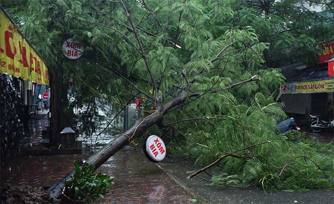 Picture 2 of Plants fell mass in Hanoi and Hai Phong after the storm Wipha