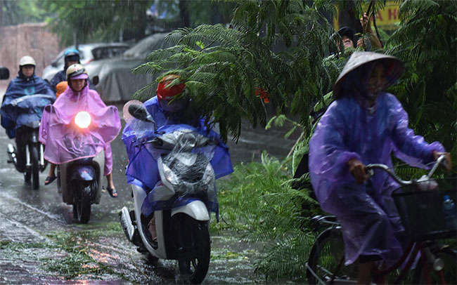 Plants fell mass in Hanoi and Hai Phong after the storm Wipha