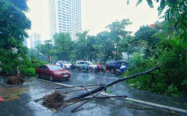 Picture 4 of Plants fell mass in Hanoi and Hai Phong after the storm Wipha
