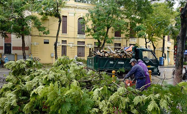 Picture 5 of Plants fell mass in Hanoi and Hai Phong after the storm Wipha