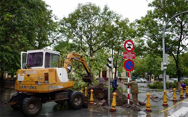 Picture 6 of Plants fell mass in Hanoi and Hai Phong after the storm Wipha
