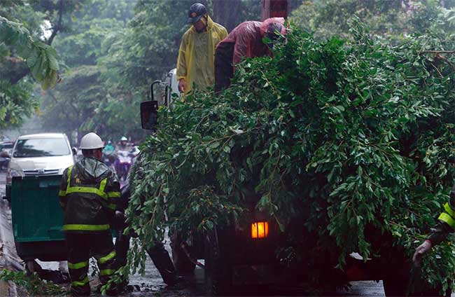 Picture 7 of Plants fell mass in Hanoi and Hai Phong after the storm Wipha