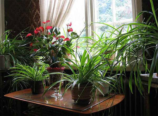 Picture 1 of Plants help increase labor productivity and creativity