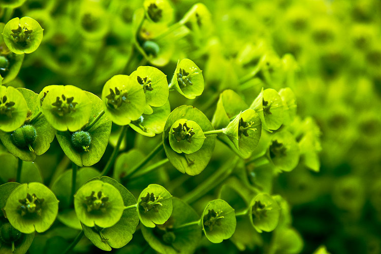 Picture 2 of Plants know and communicate with people