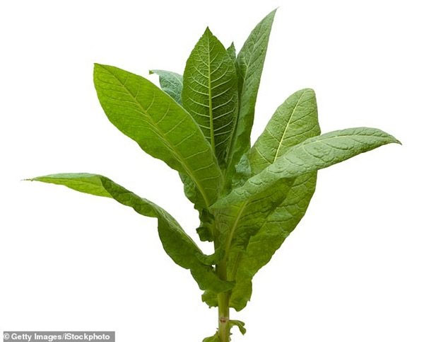 Picture 1 of Plants know pain when cut and whine when not watered