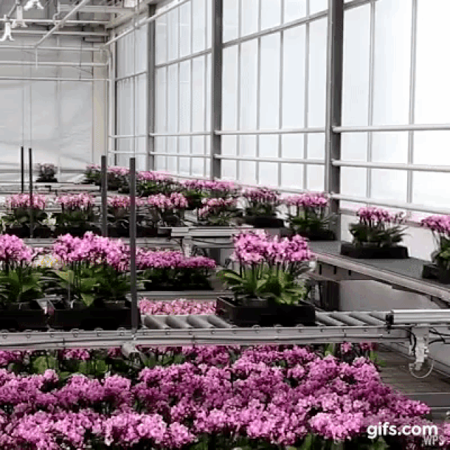 Picture 1 of 'Plants know': Technology breakthrough helps the Netherlands to lead the world in flowers