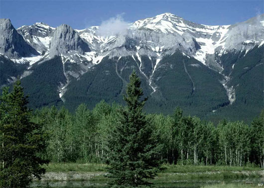 Picture 1 of Plants on mountains avoid impacts of global warming