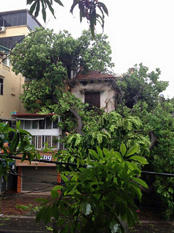 Picture 1 of Plants poured massively on Hanoi street