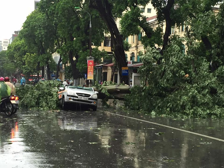 Picture 2 of Plants poured massively on Hanoi street