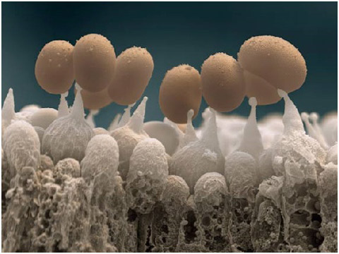 Picture 1 of Plants under a microscope