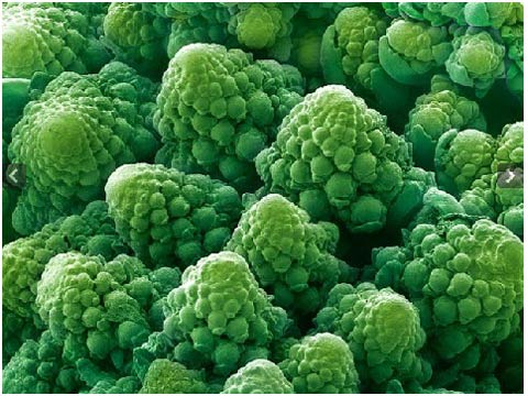 Picture 4 of Plants under a microscope