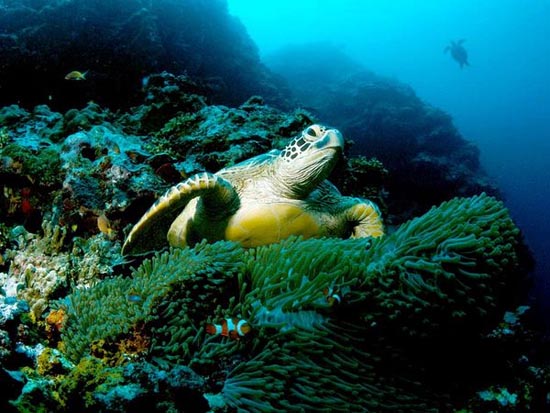 Picture 2 of Plastic garbage can cause sea turtles to become extinct
