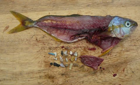 Picture 2 of Plastic waste alarm in the Pacific