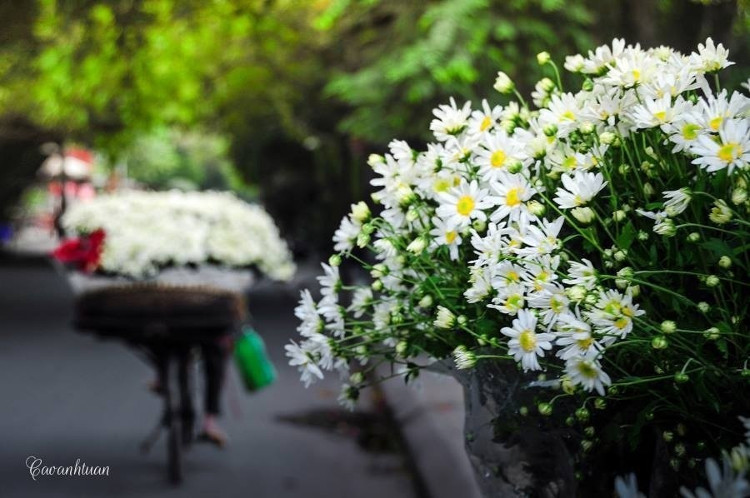 Picture 9 of Please admire the poetic beauty of Hanoi winter