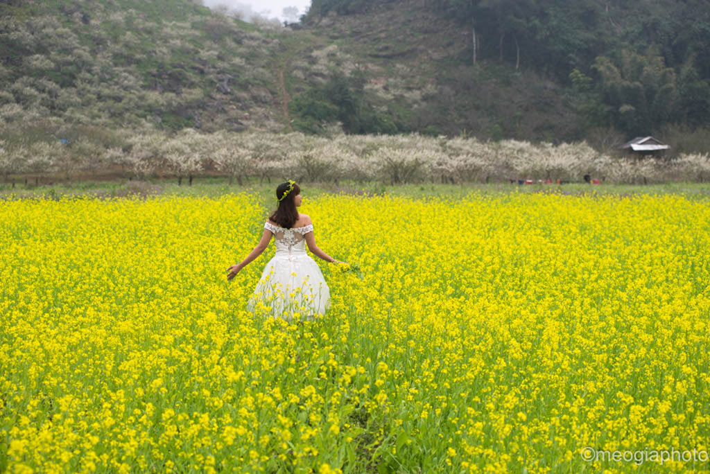 Picture 10 of Plum flowers are white on Moc Chau plateau