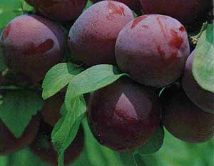 Picture 1 of Plums cure sore throat