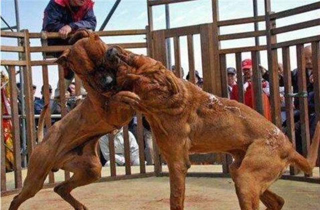 Picture 2 of 'Point of face only names' are as strong as the gods' dogs