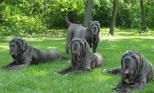 Picture 5 of 'Point of face only names' are as strong as the gods' dogs