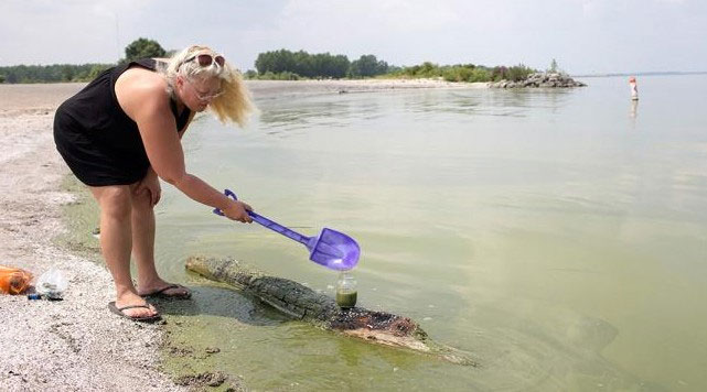 Picture 2 of Poisonous algae attack the US coast