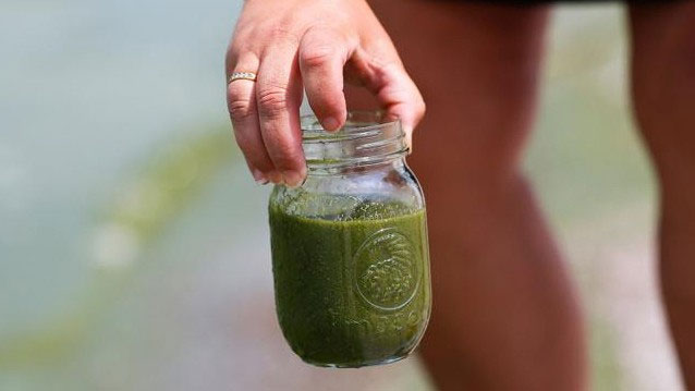Picture 4 of Poisonous algae attack the US coast