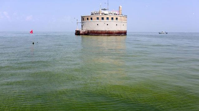 Picture 6 of Poisonous algae attack the US coast