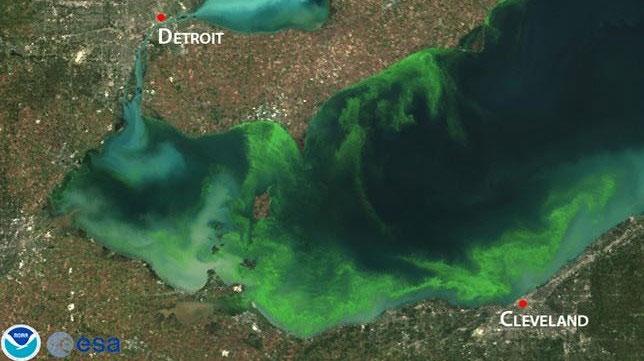 Picture 7 of Poisonous algae attack the US coast