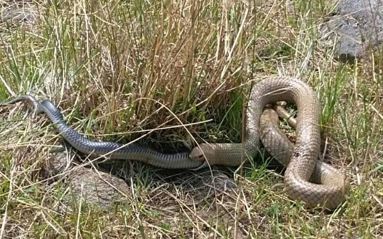 Picture 1 of Poisonous brown snake swallowed the same kind